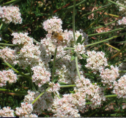 Bee on buckwheat